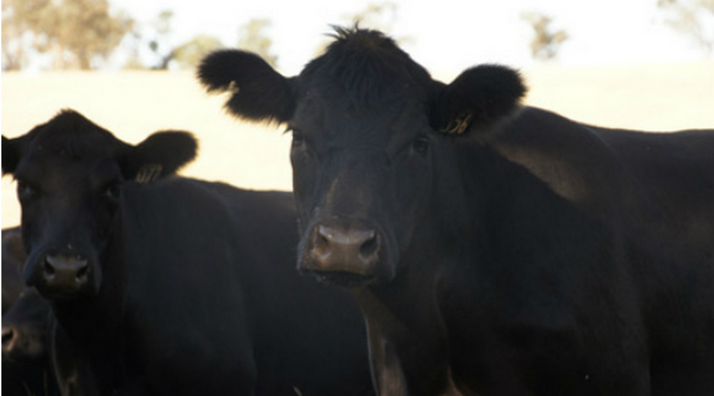 Angus-beef-australia